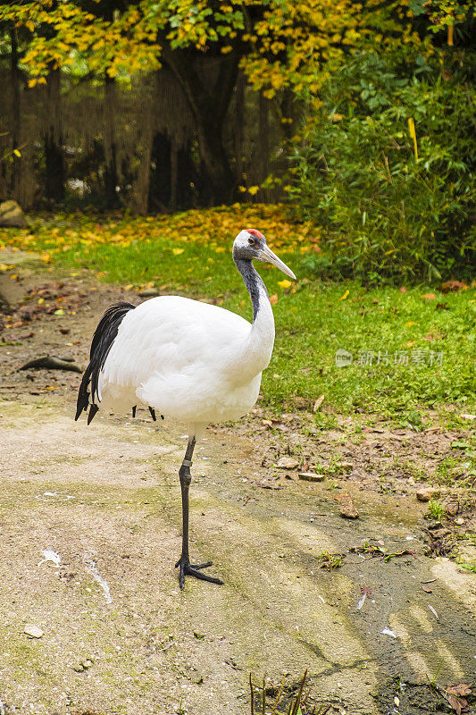 丹顶鹤(Grus japonensis)